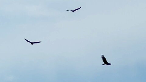 Turkey Vultures Circling