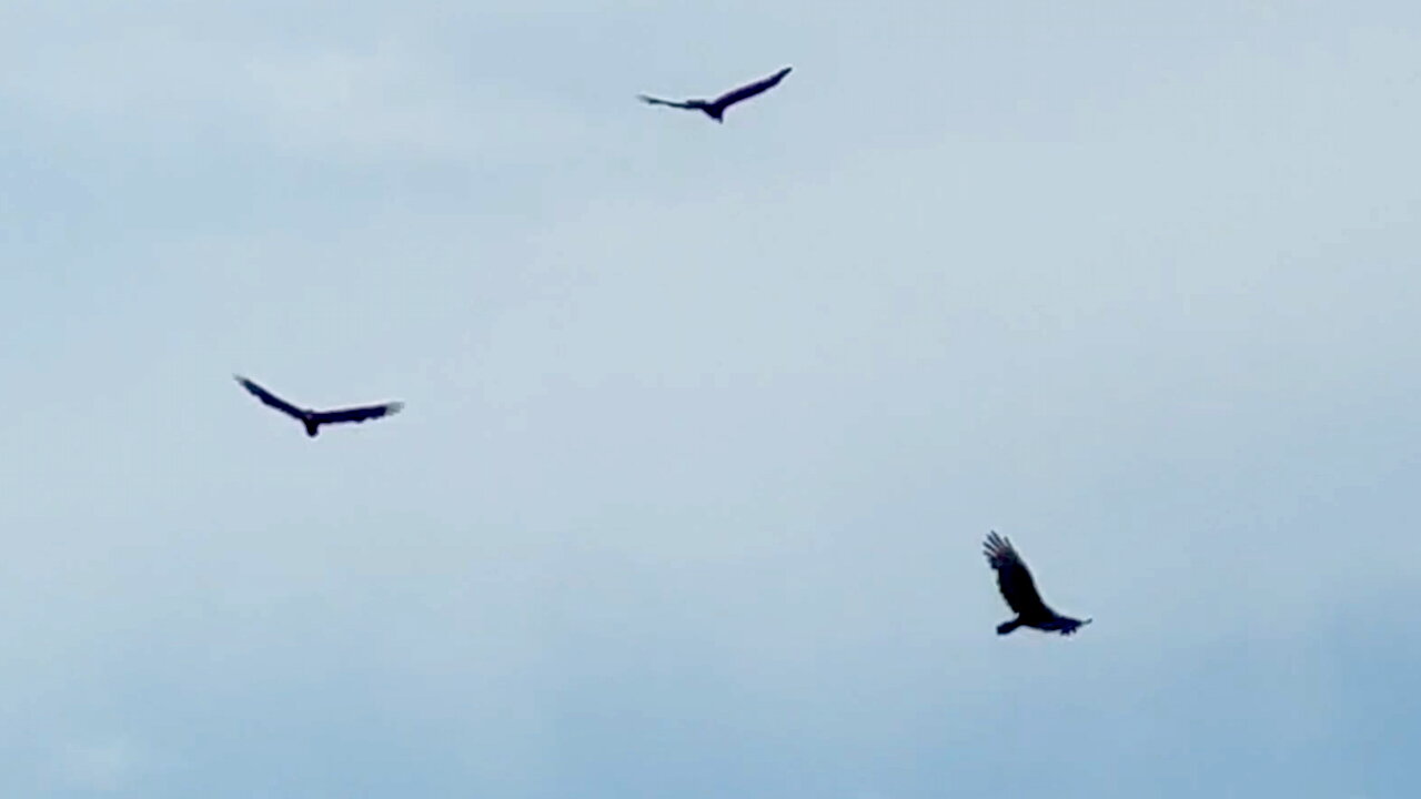Turkey Vultures Circling