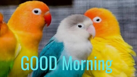 GOOD MORNING 🌞🌞🌄🌄 SOBAH BAKHAIR from LOVE BIrds 🐦🐦🐦🕊 🕊 🕊 🕊