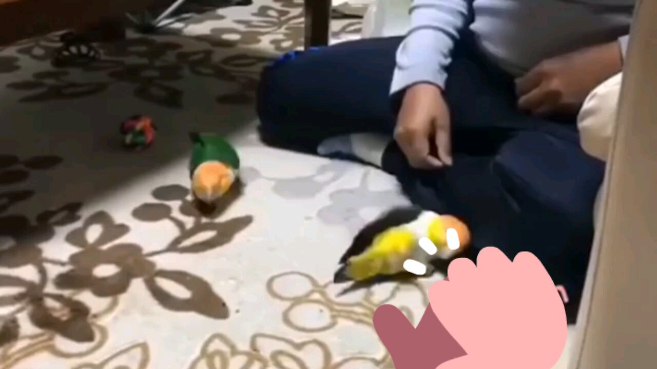 funny videos