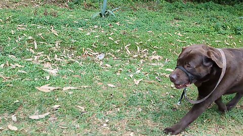 dog exercising