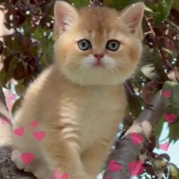 "Adorable Kitty & Puppy Duo Melt Hearts with Their Cuteness!"