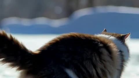 Chubby Cat Can’t Handle Ice Skates