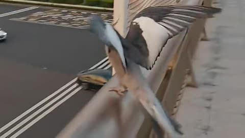 free fly cockatiel