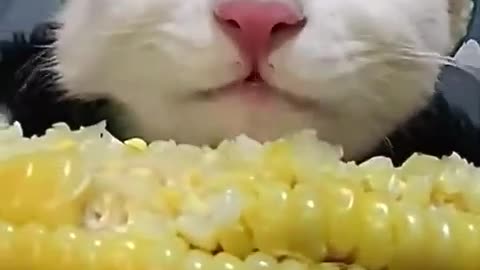 funny animal videos🤣😁🤣😁🤣