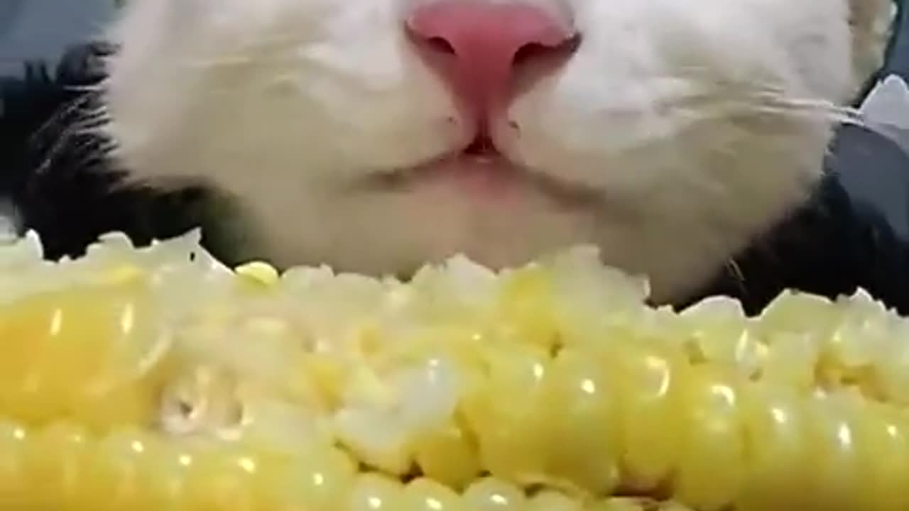 funny animal videos🤣😁🤣😁🤣