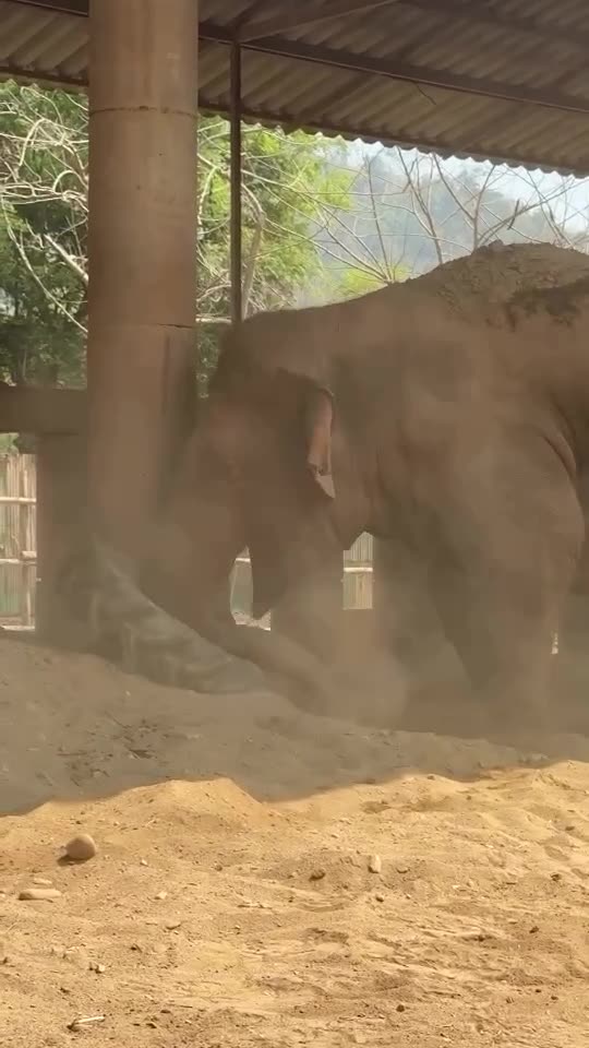 Elephant vs. Tractor Tire – What Happens Next?!