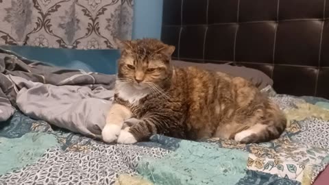 Unbelievably Cute Cat Moment That Will Make Your Day