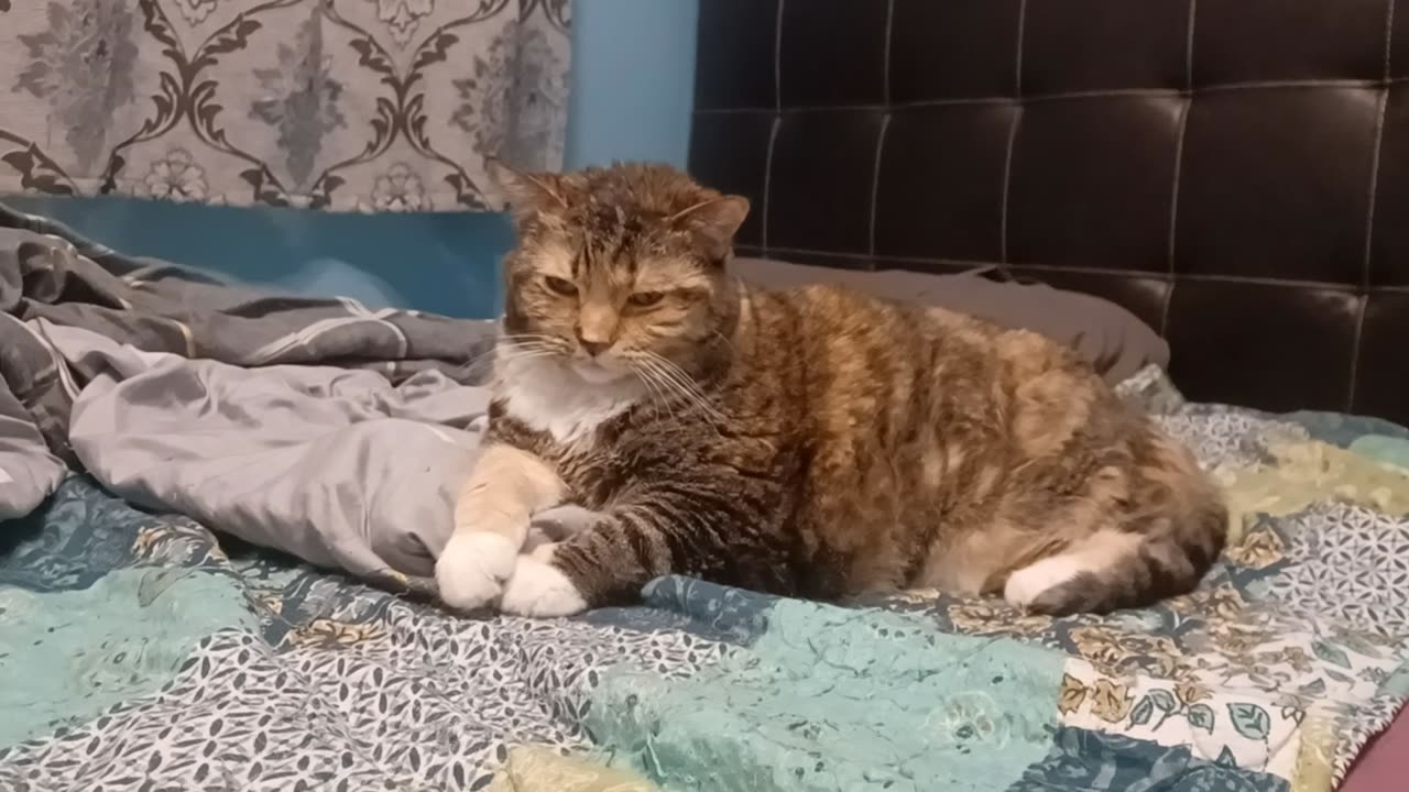 Unbelievably Cute Cat Moment That Will Make Your Day