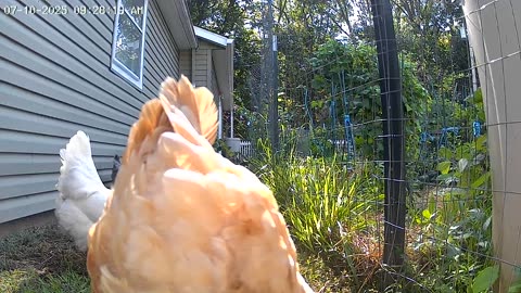 Beaks Down, Tail Feathers Up!