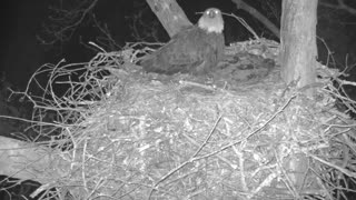 🦅🌙 Eagle Cam Captures Nightly Mystery! | FunFM