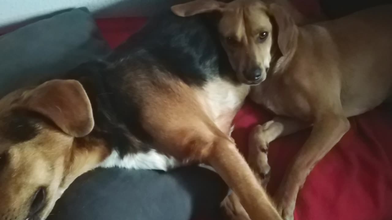 Auswirkungen von Peanutbutter auf die Bubis