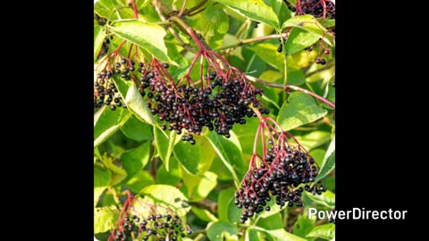 Elderberries