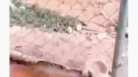 Funny animals