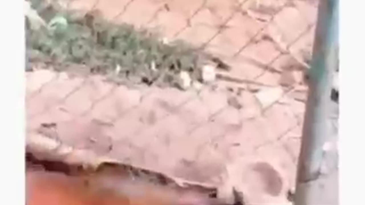 Funny animals