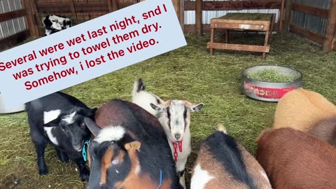 Goats in the Snow
