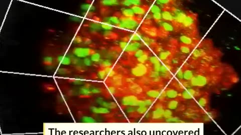 Japanese scientists have created a hydrogel that reverts cancer cells back to cancer stem cells in 24 hours