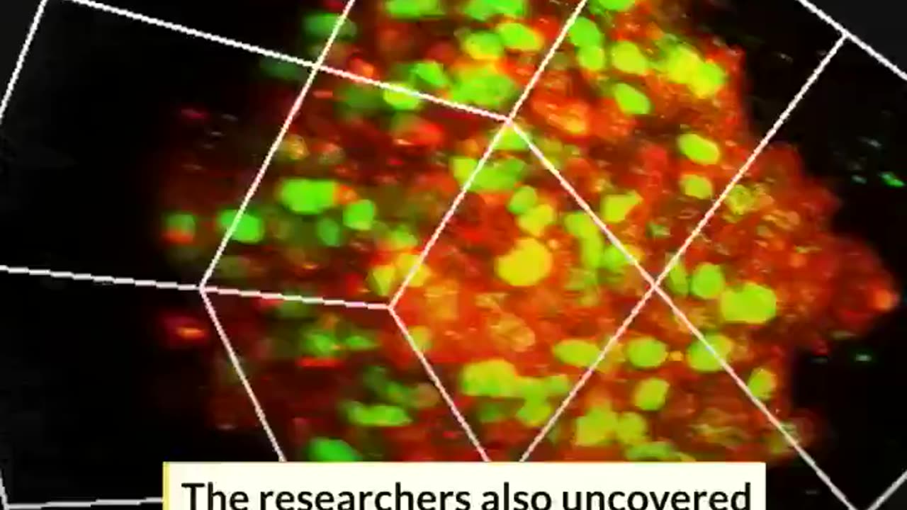 Japanese scientists have created a hydrogel that reverts cancer cells back to cancer stem cells in 24 hours