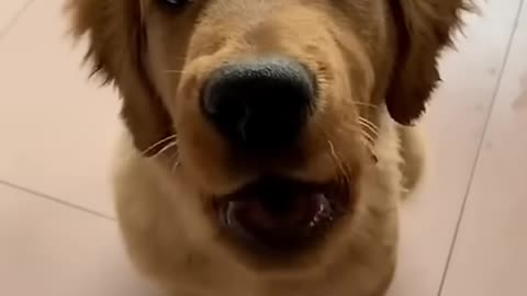 Cats & Dogs SPEAKING English!🤣