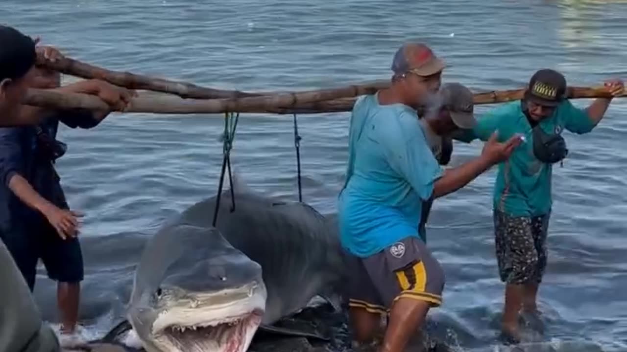 Animals funny video 27