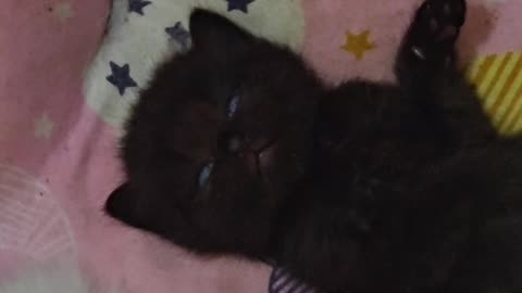 Little Shadow and the Snowballs