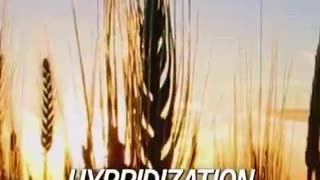 Gluten Intolerance: Why Is It Everywhere Now?