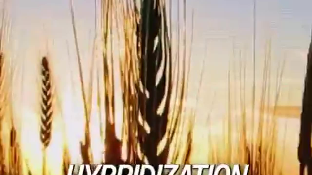 Gluten Intolerance: Why Is It Everywhere Now?