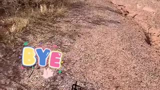 Rescued an injured coyote