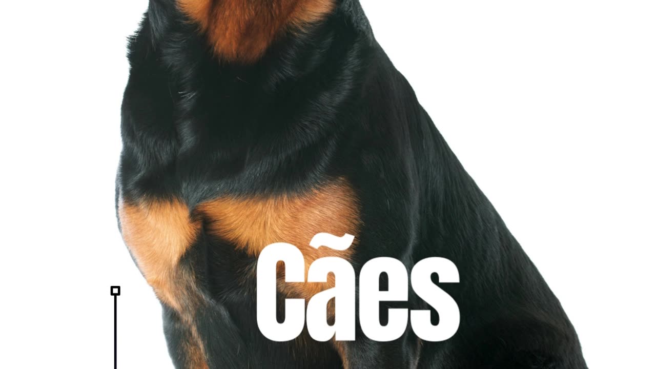 Formação Detentores De Cães Perigosos Ou Potencialmente Perigosos