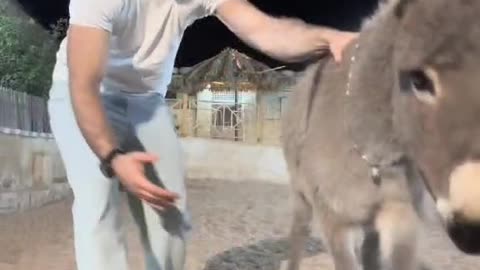 شوية شقاوة مع أبو الشقاوه سنبل