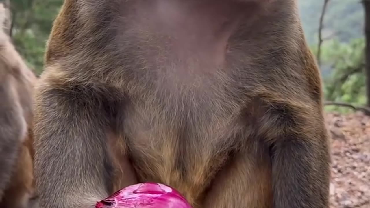 Monkey Tries Raw Onion – Her Reaction Is Priceless! 🐵🧅😂