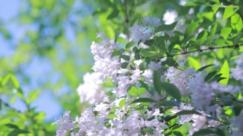 Beautiful flower nature scenary //nature// relaxing//