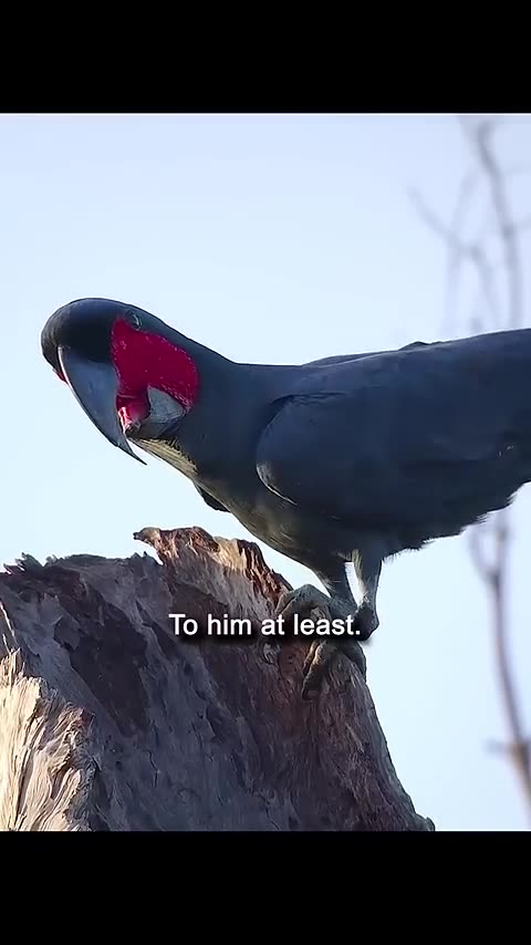 Funny videos funny birds funny animal natural beauty