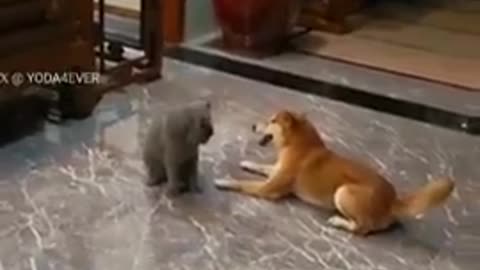 This dog went crazy to play with the cat.🤣🐶#funnydog