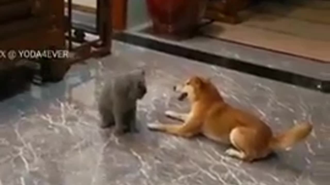This dog went crazy to play with the cat.🤣🐶#funnydog