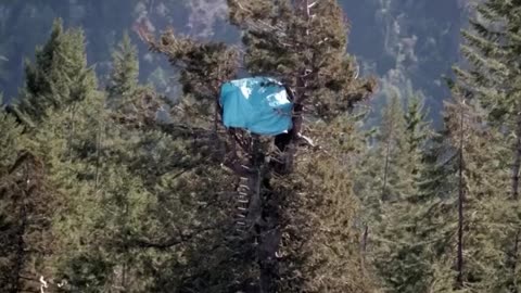 In the late 1990s, Julia Hill climbed a (61-meter) California redwood