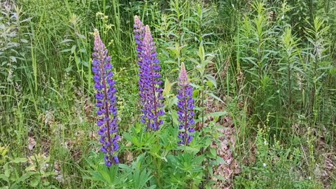 Lupinus