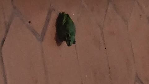 Frog
