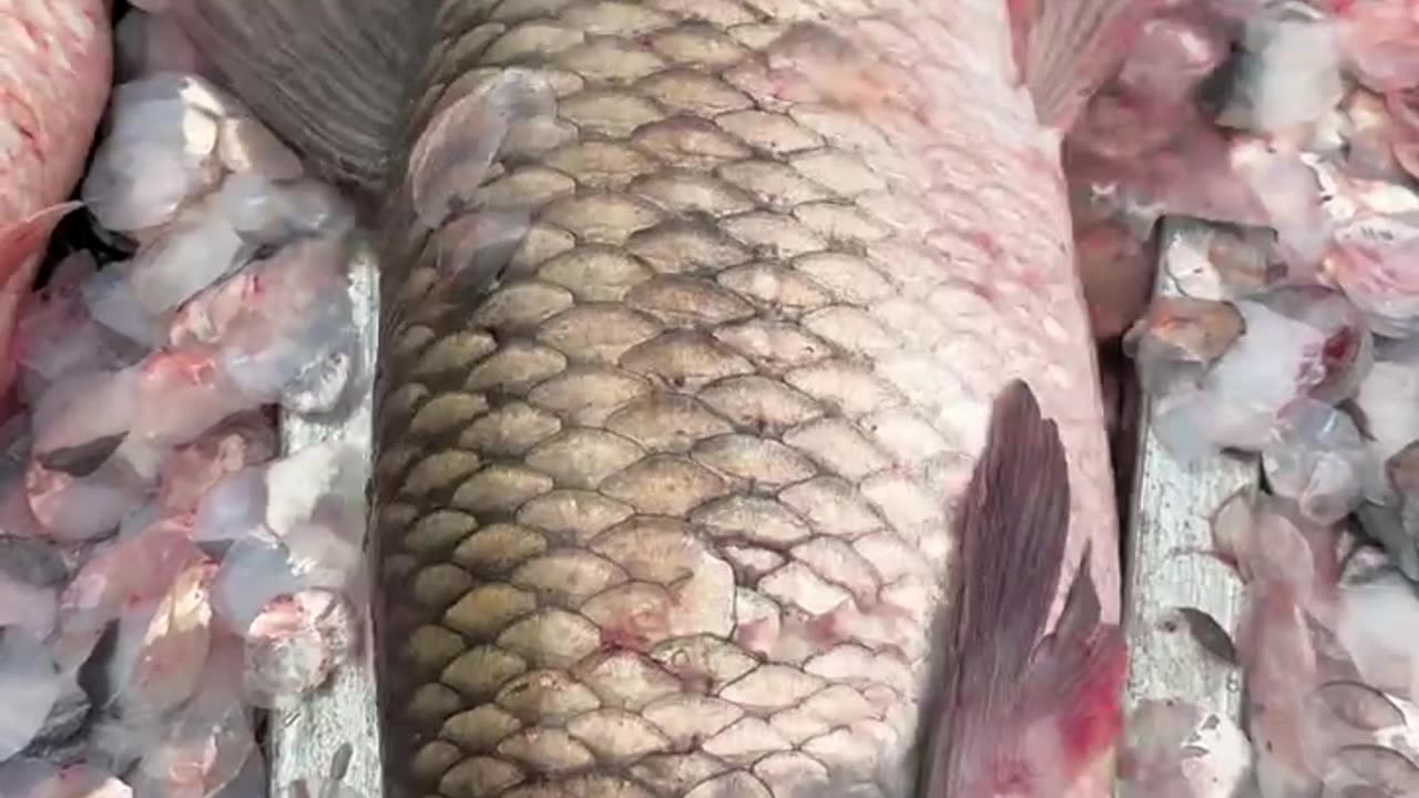 "Watch This Fish Get Perfectly Descaled! 🐠🔥 So Satisfying!" #shorts