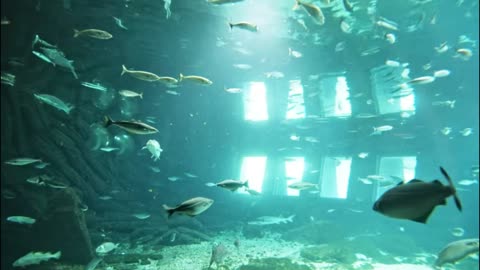 Ultra HD Aquarium Therapy – Coral Reef & Tropical Fish with Sleep-Inducing Tunes