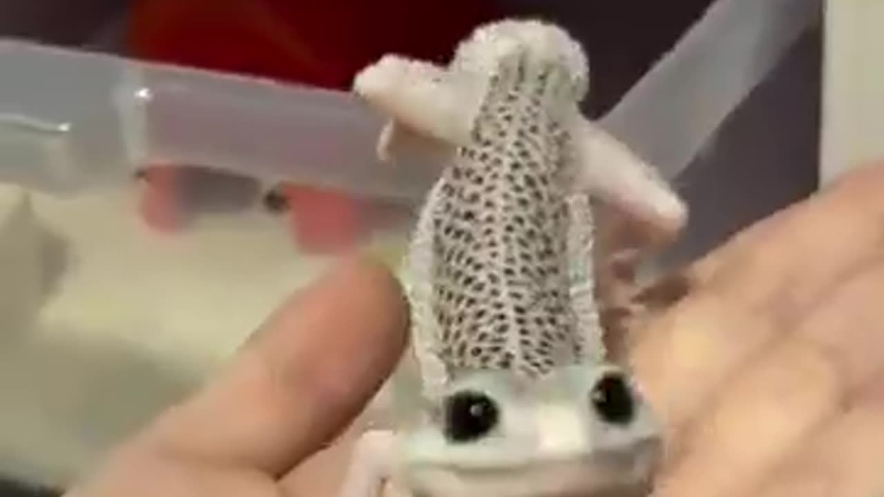 He's so happy ☺️