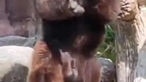 Funny videos 🤣 of chimpanzee