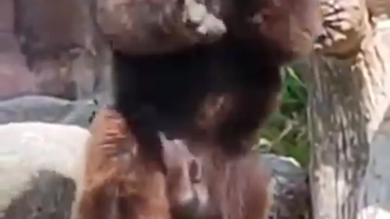 Funny videos 🤣 of chimpanzee