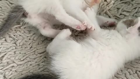 Cat baby playing on the floor in a room