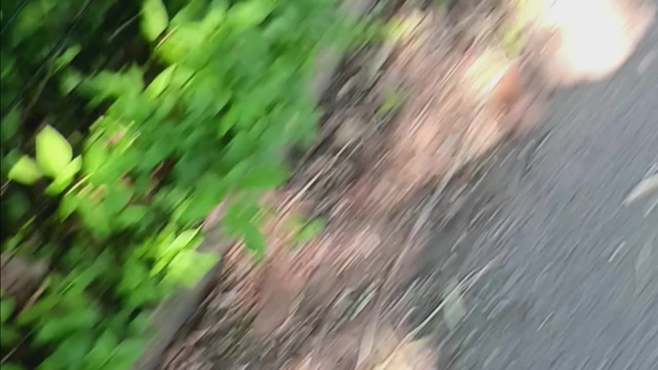 Turtle on land.
