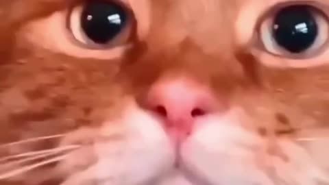 Loud Cats