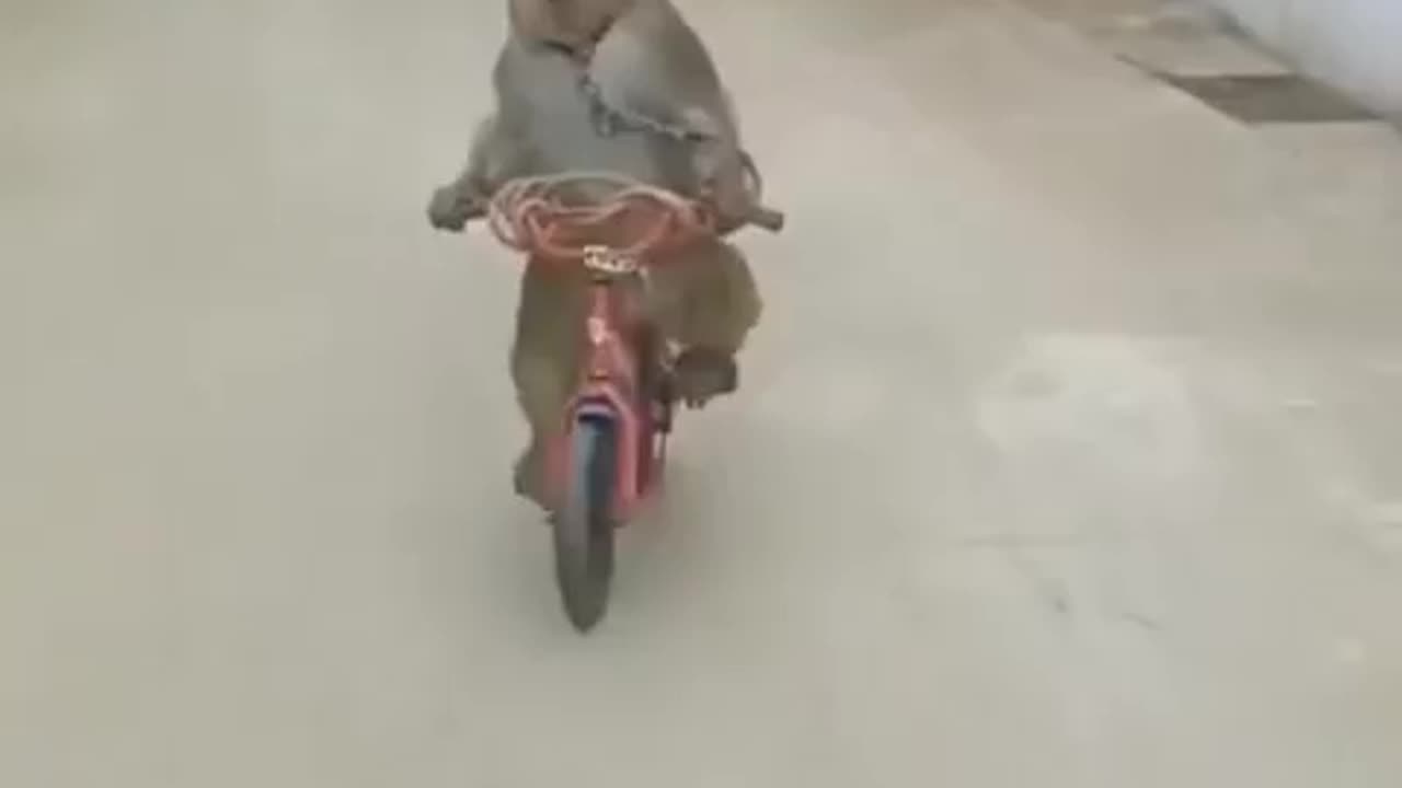 Never leave your bicycle unattended 🤣