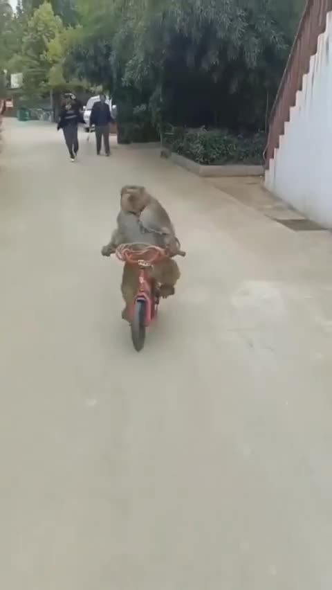 Never leave your bicycle unattended 🤣