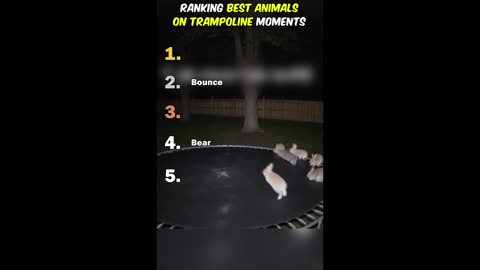 Ranking best Animals On Trampoline Moments