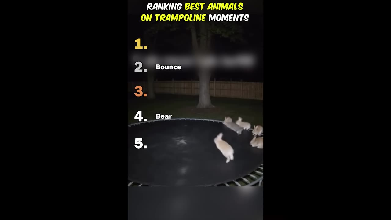 Ranking best Animals On Trampoline Moments